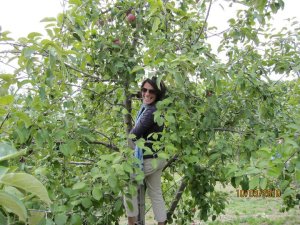 Apple Picking - Jack