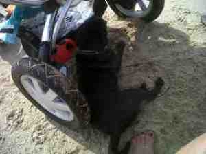 Tula under the Carriage at the Beach